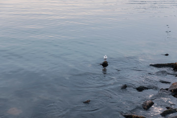 Lonely seagull on a stone on the coast