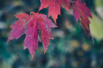 Brightly Colored Fall Maple Leaves