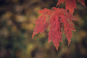 Close View of Maple Leaf in Late Fall