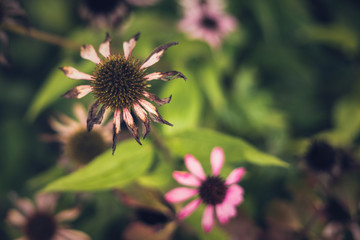 Wilted Coneflowers in Fall