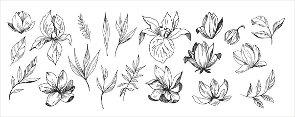Floral set. Sketches of flowers, plants, leaves. Hand drawn illustration converted to vector. Outline with transparent background