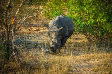 white rhino in kruger national park, mpumalanga, south africa 17