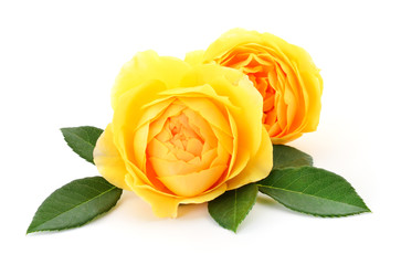 Beautiful yellow roses.