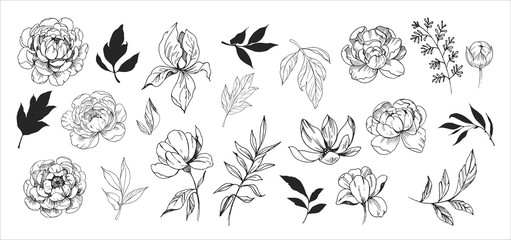 Floral set. Sketches of flowers, plants, leaves. Hand drawn illustration converted to vector. Outline with transparent background