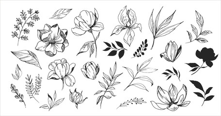 Floral set. Sketches of flowers, plants, leaves. Hand drawn illustration converted to vector. Outline with transparent background