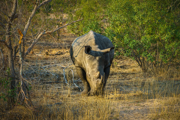 white rhino in kruger national park, mpumalanga, south africa 18
