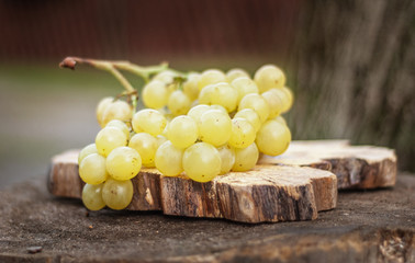 Ripe green grapes on an old tree stump. Shallow depth of field.