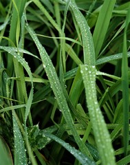 dew on grass