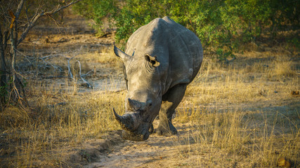 white rhino in kruger national park, mpumalanga, south africa 21