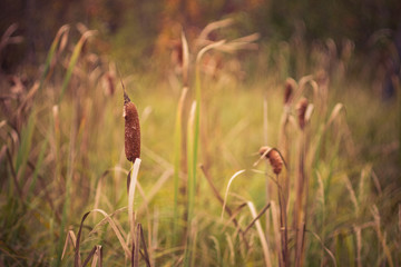 Cattails in Early Fall