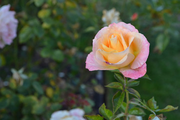 淡いピンクに染まる黄色のバラの背景・薄曇り