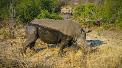 Fototapeta premium white rhino in kruger national park, mpumalanga, south africa 28
