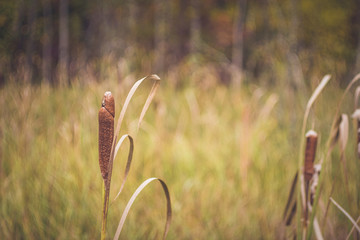 Fall Cattails in Wetland