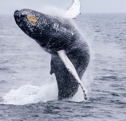 Breeching Whale, New England