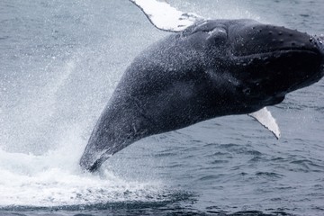 Breeching Whale, New England