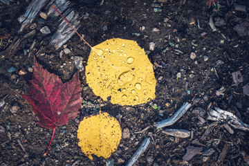 Fall Color Leaves on Ground After Rain