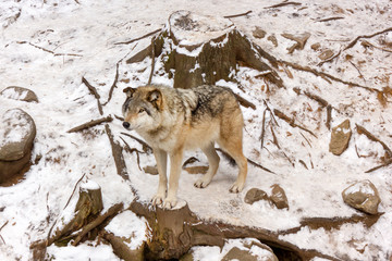 lonely wolf girl stands in Canadian forest during the winter