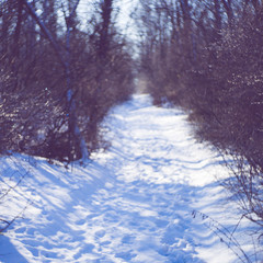 Winter forest with a snowy road in sunny frosty day.
