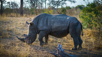 Fototapeta na wymiar white rhino in kruger national park, mpumalanga, south africa 48