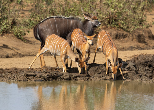 Three nyala ewes drinking water at a waterhole in Kruger National Park, South Africa with a nyala bull inspecting their readyness to mate