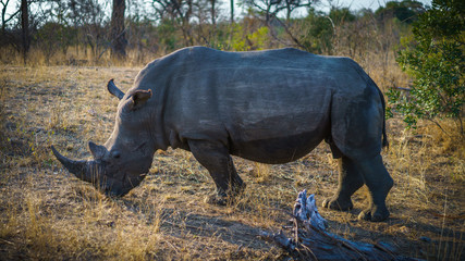 white rhino in kruger national park, mpumalanga, south africa 50