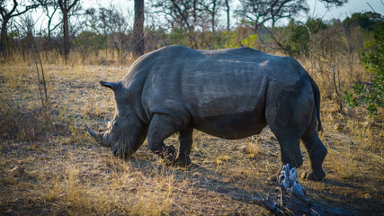 white rhino in kruger national park, mpumalanga, south africa 52