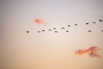 Obraz premium cranes flying over sky at sunrise
