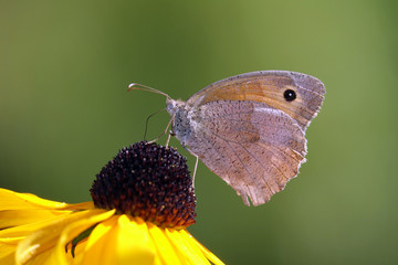 Großes Ochsenauge auf Sonnenhut