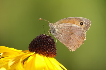 Großes Ochsenauge auf Sonnenhut