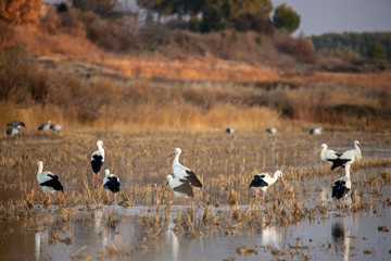 storks eating in field with water