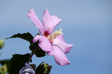 Hibiskus © Fotolyse