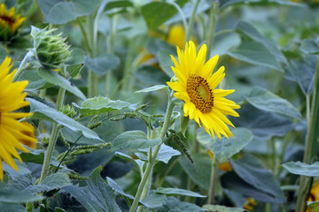 Sonnenblume
