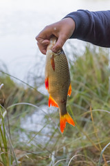 A roach fish in the hand of a fisherman teenage boy
