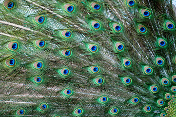 Obraz premium Peacock feathers up close