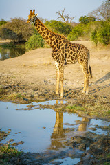 giraffe in kruger national park, mpumalanga, south africa