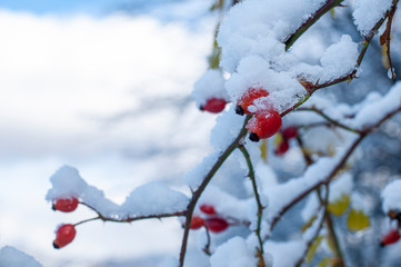 Beautiful Rose Hips under the snow in winter