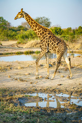 giraffe in kruger national park, mpumalanga, south africa