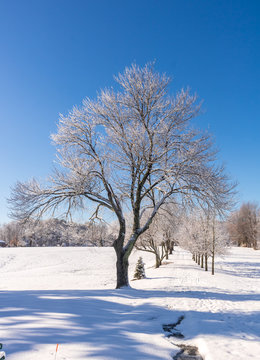 Snow-covered tree at the start of a path