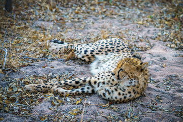 cheetah in kruger national park, mpumalanga, south africa