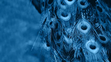 Fotobehang Banner with peacock feathers. Natural background with bird's feathers. Classic blue tone. © Konstantin Aksenov