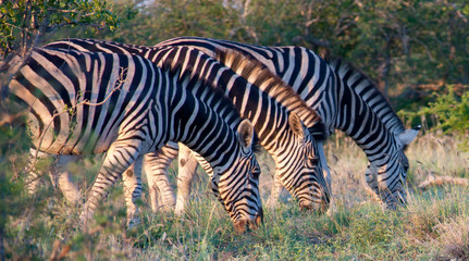 3 Zebras in einer Reihe