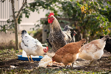 Feeding poultry on healthy food without GMOs. Cock and chickens in the garden. Life in the village