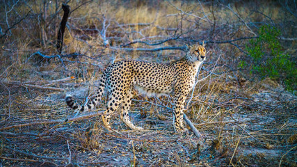 cheetah in kruger national park, mpumalanga, south africa