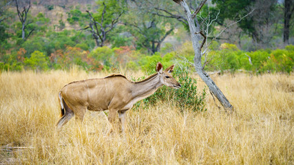 kudus in kruger national park, mpumalanga, south africa