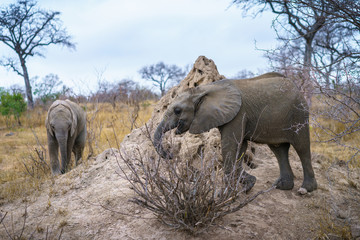 elephants in kruger national park, mpumalanga, south africa
