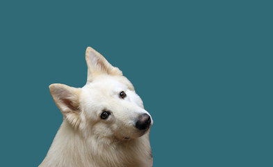 Chien Fond Blanc Photos Royalty Free Images Graphics Vectors