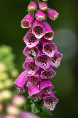foxgloves with bee