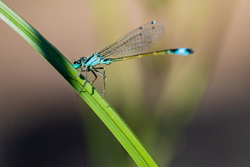 blaue Jungfer Libelle