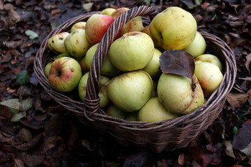 fresh apples in a basket