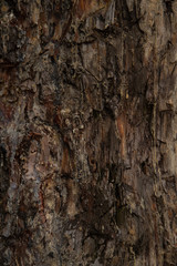 Tree bark texure closeup